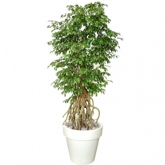 Planta semi-artificiala Ila, Ficus Golden Root Lt. - 260 cm